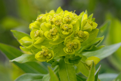 Euphorbia semivillosa