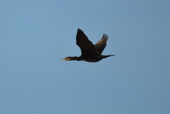 Phalacrocorax carbo