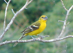 Pheucticus chrysopeplus