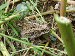 Incilius mazatlanensis