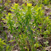 Euphorbia semivillosa - Photo (c) Kutushev Radik, some rights reserved (CC BY-NC), uploaded by Kutushev Radik
