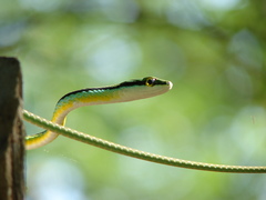Leptophis diplotropis