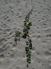 Ipomoea pes-caprae brasiliensis