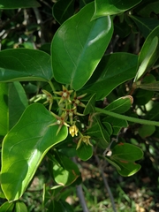 Vincetoxicum cordatum