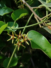 Vincetoxicum cordatum