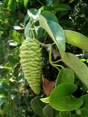 Vincetoxicum cordatum