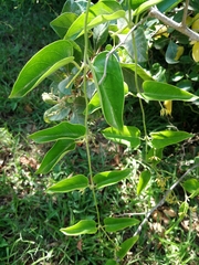 Vincetoxicum cordatum