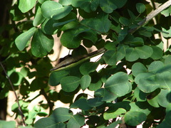 Oxybelis microphthalmus