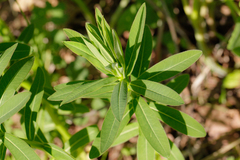 Euphorbia semivillosa