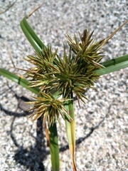 Cyperus brevis