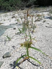 Cyperus brevis