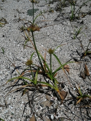 Cyperus brevis