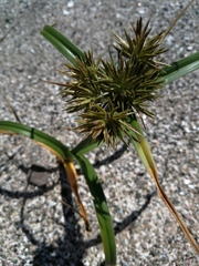Cyperus brevis
