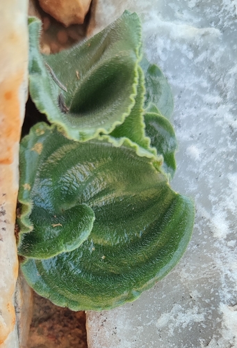 Eriospermum undulatum