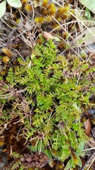 Chaerophyllum colensoi