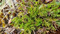 Chaerophyllum colensoi