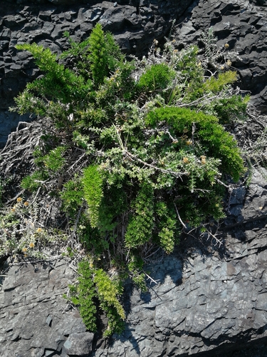 Asparagus densiflorus