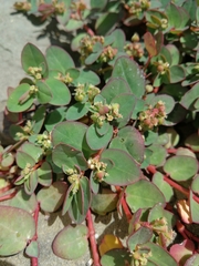 Euphorbia livida