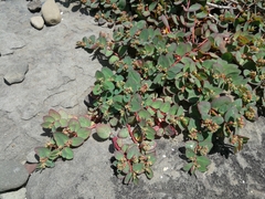 Euphorbia livida