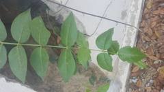 Azima sarmentosa