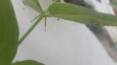 Azima sarmentosa
