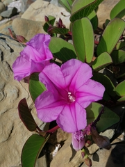 Ipomoea pes-caprae brasiliensis