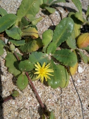 Launaea sarmentosa
