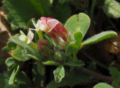Trifolium pauciflorum