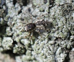 Salticus zebraneus