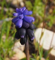 Muscari neglectum