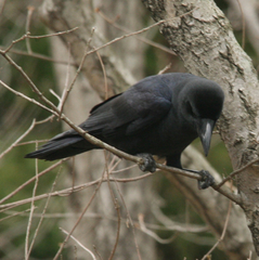 Corvus macrorhynchos
