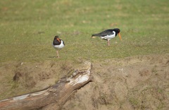 Haematopus ostralegus