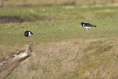 Haematopus ostralegus