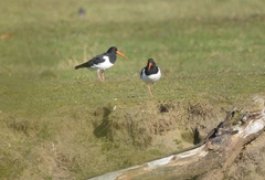 Haematopus ostralegus