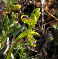 Ophrys lutea galilaea