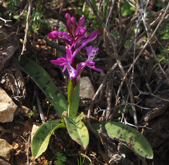 Orchis anatolica