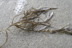 Gracilaria secundata