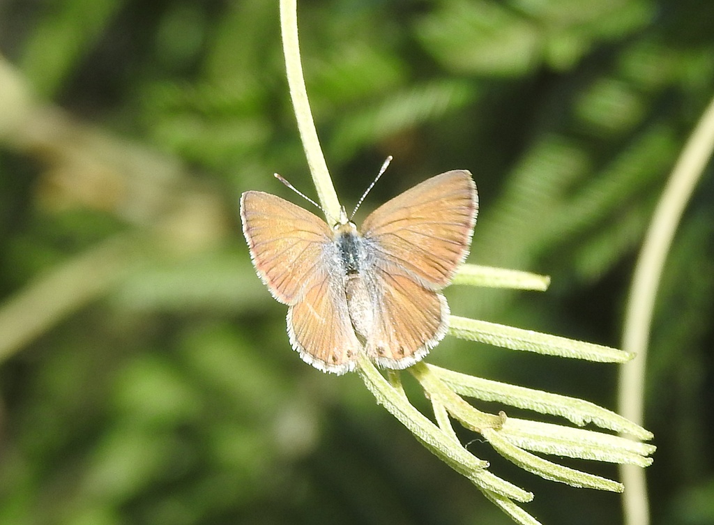 double-spotted-line-blue-from-yalukit-willam-nature-reserve-new-street