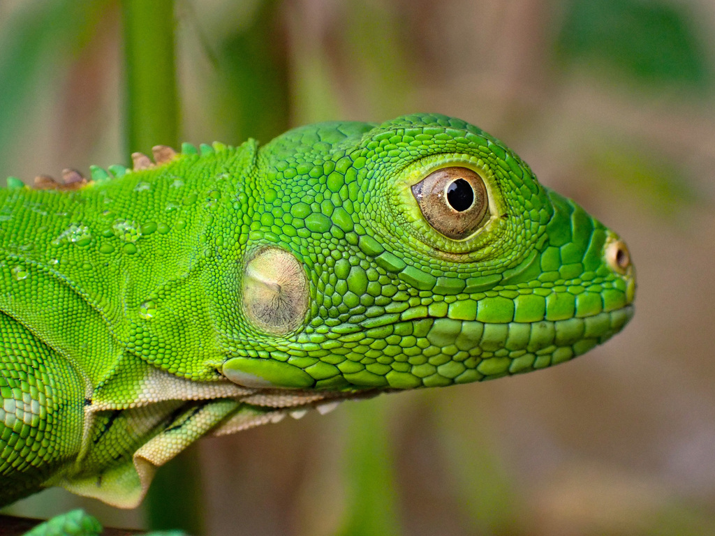 Green Iguana from Inírida, Guainia, Colombie on July 21, 2023 by nina ...