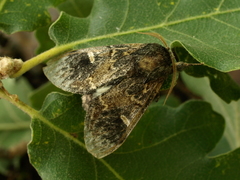 Notodonta tritophus