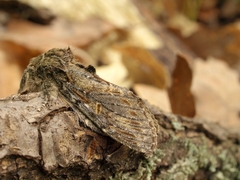Peridea anceps