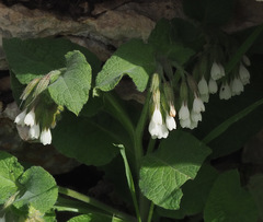 Symphytum brachycalyx