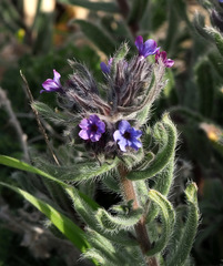 Alkanna strigosa