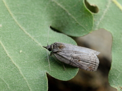 Nycteola asiatica