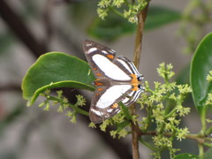 Thisbe lycorias