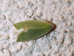 Earias clorana