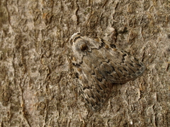 Meganola strigula