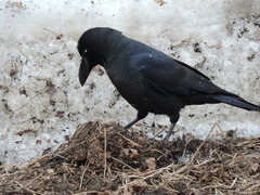 Corvus macrorhynchos japonensis