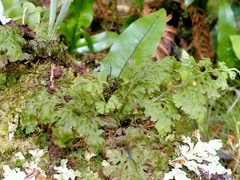 Hymenophyllum pulcherrimum image