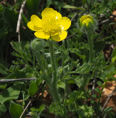 Ranunculus millefolius